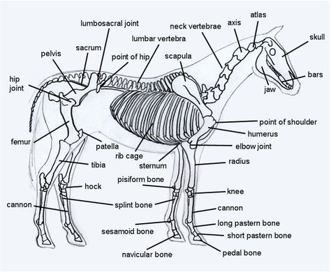 Horse skeleton...the perfect weight bearing running machine! Horse Physiotherapy, Vet Physiotherapy, Horse Confirmation, Equine Studies, Skeleton Diagram, Veterinarian Career, Horse Bones, Sesamoid Bone, Stable Management