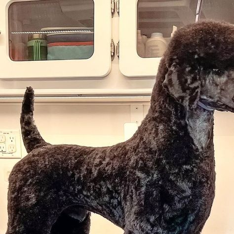 Sophia Staples on Instagram: "Apparently I can do a German trim but it has to be a Standard and not a Miniature. Why are Standards so much easier? 😂#doggroomerlife #standardpoodle #poodle #groomerproblems" German Clip Poodle, Poodle German Clip, Poodles Standard, Standard Poodle Continental Clip, Standard Poodle Cuts, German Trim Poodle, Standard Black Poodle, Standard Poodle Miami Clip, Standard Poodle Haircuts