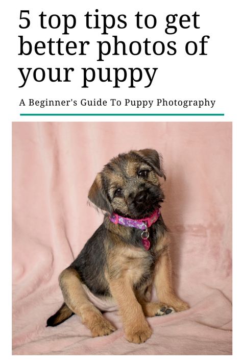 How To Take Cute Puppy Pictures, How To Advertise Puppies For Sale, Puppy Pictures For Selling, Professional Puppy Pictures, How To Sell Puppies, Puppy Photoshoot Ideas Dog Owners, Puppy Picture Ideas To Sell, Puppy Picture Ideas Photography, Puppy Photo Shoot Ideas