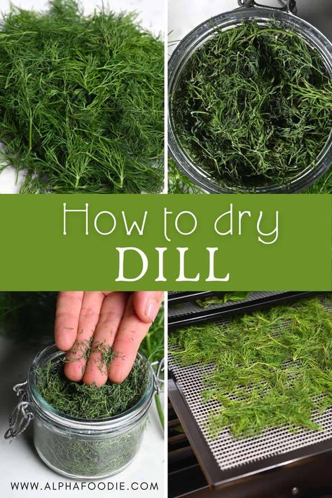 How to dry dill with one of three methods: in the oven, using a dehydrator, or air-drying. As well as how to store and use the dried dill! Dehydrate In Oven, Freezing Food Guide, Preserve Fresh Herbs, Store Fresh Herbs, Dehydrated Recipes, Drying Fresh Herbs, Homesteading Food, Herb Drying, Homemade Preserves