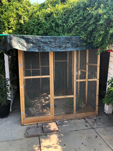 Diy Quail Aviary, Quail Aviary With Plants Diy, Natural Quail Habitat, Quail Aviary Ideas, Quail Coop Plans, Rabbit Husbandry, Quail Aviary, Quail Care, Backyard Livestock