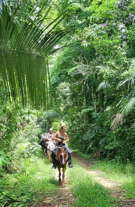 Belize Horseback Riding Jungle Adventures at Mountain Equestrian Trails Private Nature Preserve Costa Rica Jungle, Horseback Riding Trails, Howler Monkey, Waterfall Trail, Mission Trip, Jungle Adventure, Missions Trip, Nature Preserve, Trail Riding