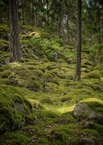 Exterior Moodboard, Swedish Forest, Scandinavian Forest, Nordic Forest, Mossy Forest, Forest Camp, Moss Covered, Moss Garden, Wild Forest