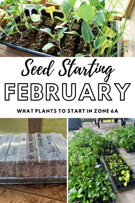 All about what seeds to start in February to have a successful garden! Seeds To Start In February, Seed Planting, Seed Starting Mix, Succession Planting, Start Of Winter, Starting Seeds Indoors, Soil Testing, Mini Greenhouse, Annual Flowers