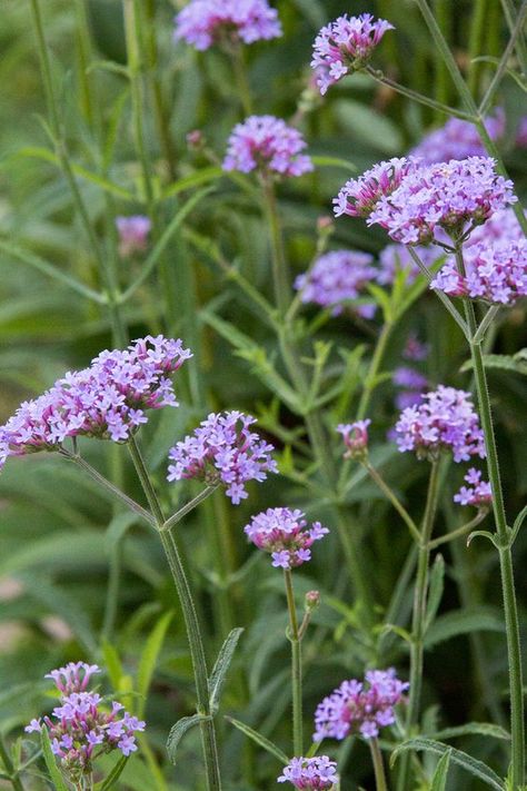 Verbena bonariensis 'Lollipop' | Stonehouse Nursery Verbena Bonariensis Border, Lollipop Verbena, Verbena Lollipop, Border Perennials, Verbena Bonariensis, Shade Flowers, Flower Pots Outdoor, Front Landscaping, Wildlife Gardening