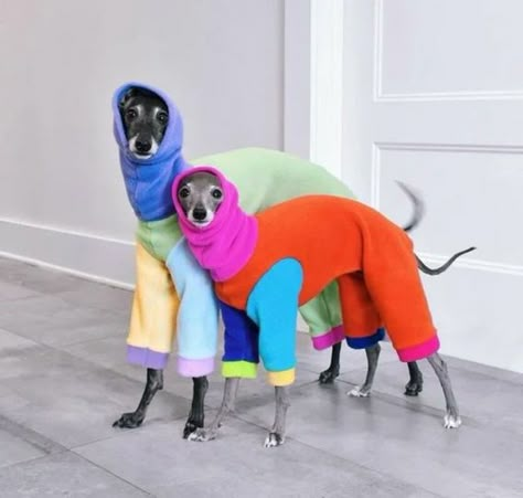 Dog Fashion Clothes, Italian Greyhound Dog, Dog Fashion, Dog Branding, The Diva, Grey Hound Dog, Cat Fashion, Colour Blocking, Pet Fashion