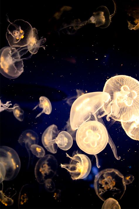 Pretty Jellyfish, Yellow Jellyfish, Jellyfish Pictures, Jellyfish Wallpaper, Photography Animals, Jellyfish Art, Underwater Animals, Marine Animals, Ocean Creatures