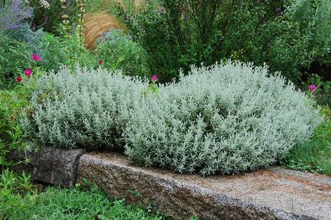 Santolina chamaecyparissus (Lavender Cotton) Santolina Chamaecyparissus, Cotton Lavender, Lavender Cotton Plant, Lavender Cotton, Santolina Plant, Evergreen Herbs, Mediterranean Garden Design, Lawn Design, Backyard Renovations