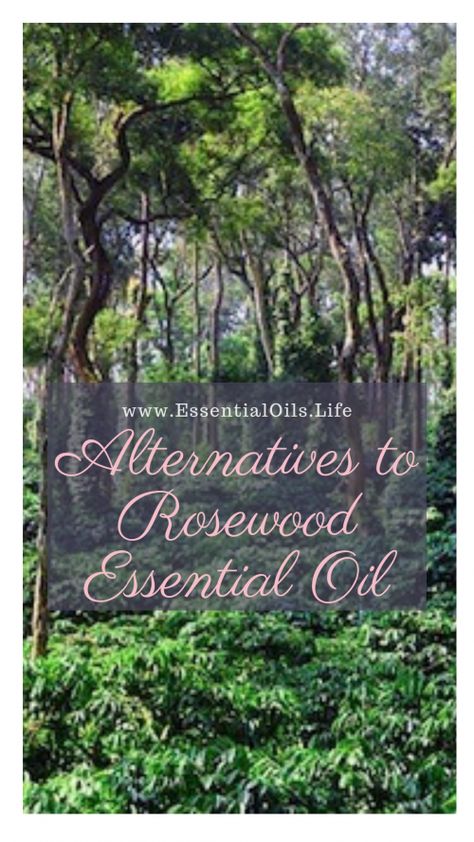 Feel like you're missing out on Rosewood essential oil because of Rosewood being endangered? Skip the expensive, hard to find, and illegal Rosewood essential oil and opt for one fo these fantastic replacements! Just because you shouldn't be using rosewood doesn't mean you can't enjoy similar benefits. Oil Replacement, Coriander Essential Oil, Rosewood Essential Oil, Young Living Oils, Clary Sage, Hormone Imbalance, Beauty Basics, Essential Oils Aromatherapy, Essential Oil Blends