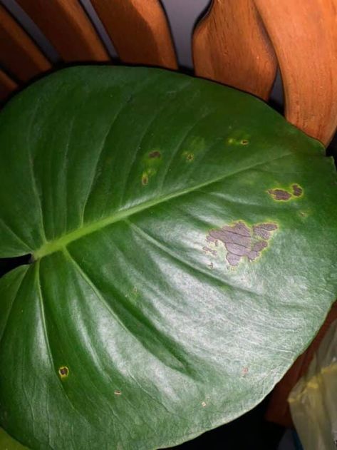 What Causes Spots on Leaves? [Tips to Manage] - Plants Craze Brown Spots On Plant Leaves, Get Rid Of Spots, Insect Eggs, Foliar Spray, Healthy Seeds, Money Plant, Rubber Plant, Plant Diseases, Big Leaves