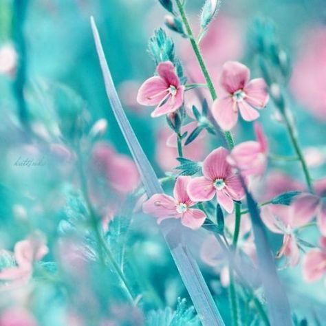 Aqua/Turquoise / Pink Turquoise Cottage, Turquoise Aesthetic, Flowers Photography Wallpaper, Teal Flowers, Teal And Pink, Photography Wallpaper, Pink Turquoise, Flower Backgrounds, Love Flowers