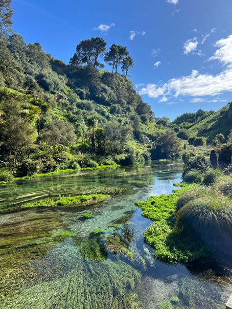 Blue Spring New Zealand, New Zealand Nature Aesthetic, New Zealand Summer Aesthetic, New Zealand Aesthetic, Hamilton New Zealand, Nature River, Morning Aesthetic, Tropical Landscape, River Water