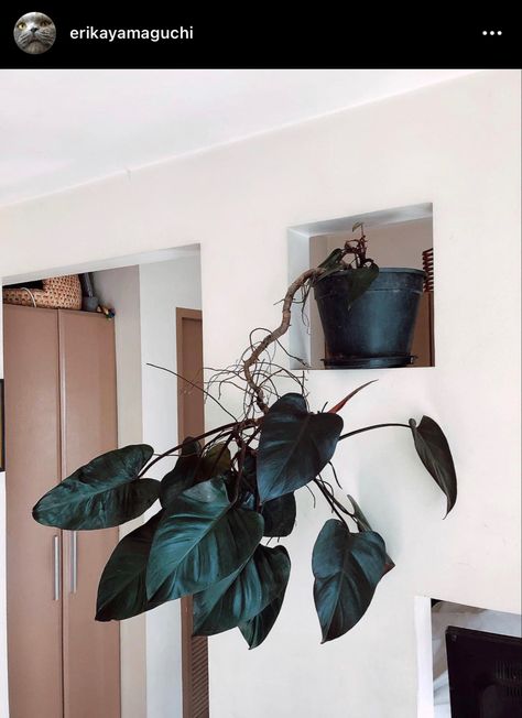 Plant Goals, Philodendron Plant, Indoor Plant Care, Royal Queen, Morning View, Plant Aesthetic, House Plants Decor, Room With Plants, Nature Garden