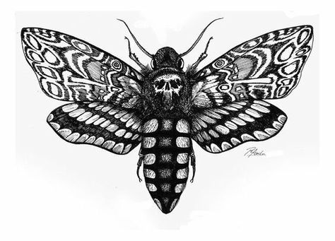 moth tattoo Atropos Tattoo, Horror Sleeve, Butterfly Ideas, Ink Therapy, Tattoos Inspiration, Butterfly Tattoos For Women, Moth Tattoo, Hawk Moth, Sketch Tattoo Design