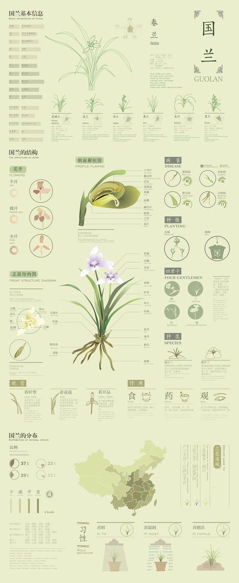 Orchid Diagram, Botanical Diagram, Flower Infographic, Plant Taxonomy, Biology Illustration, Photoshop Illustration Tutorial, Gardening Infographic, Plant Classification, Botanical Sketchbook