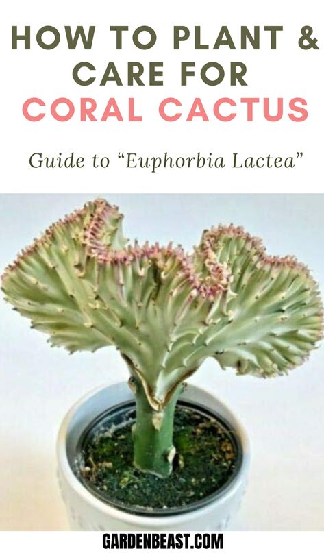 Coral Cactus Care, Euphorbia Lactea Cristata, Cactus Propagation, Euphorbia Cactus, Cactus Garden Design, Cactus Varieties, Euphorbia Plant, Euphorbia Lactea, Houseplant Collection