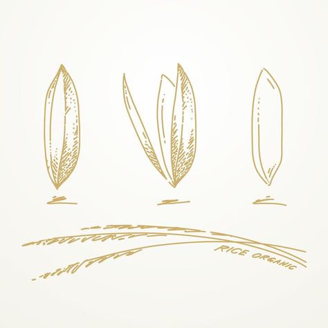 Rice Grain Drawing, Rice Plant Illustration, Rice Drawing, Logo Rice, Rice Illustration, Rice Plant, Wheat Rice, Rice Packaging, Rice Paddy