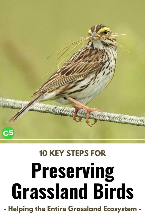 Wildlife Management, Grassland Habitat, Backyard Birds Watching, Homesteading Diy, How To Attract Birds, Backyard Birds, Bird Garden, Something To Do, Birds