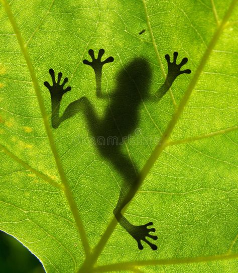 New life. New green tree born in the cracked soil, sunbeam in background , #affiliate, #tree, #born, #life, #green, #sunbeam #ad Green Tree Tattoo, Frog Silhouette, Green Tree Frog, Tattoo Water, Frog Pictures, Frog Tattoos, Frog Drawing, Frog Art, A Frog