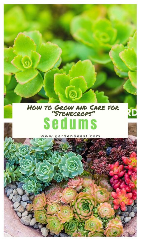 Sedums In Pots, Creeping Sedum Ground Cover, Stone Crop Sedum, Stone Crop Sedum Plants, Sedum In Landscaping, Sedum Flower Bed, Stonecrop Sedum Landscaping, Sedums In Garden, Ground Cover Succulents