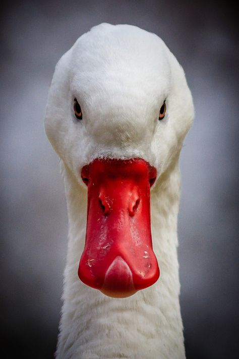 Look Into My Eyes by Brandt Clowers Regard Animal, Wow Photo, Red Bill, Duck Duck, Look Into My Eyes, Pretty Birds, Animal Faces, Wild Life, Reference Photos