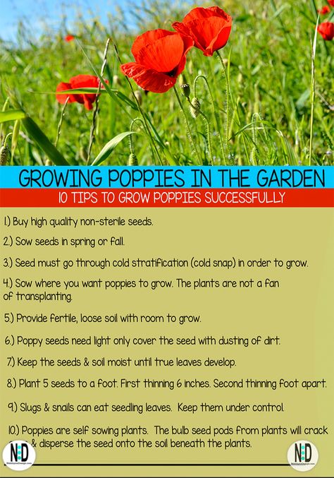 Planting Poppy Seeds, Growing Poppies, Planting Poppies, Slugs In Garden, Poppy Garden, Stunning Flowers, Fall Bulbs, Garden Plots, Aesthetic Garden