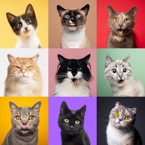 New Study: Cats Have 276 Facial Expressions Cat Facial Expressions, Facial Action Coding System, Cat Expressions, Cat Info, Face Drawing Reference, Cat Help, Outdoor Cats, Domestic Cat, Cat Shelter