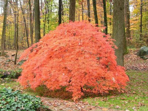 Acer palmatum taylor in the fall Acer Palmatum, Amazing Flowers, Tree Trunk, Flowers, Plants