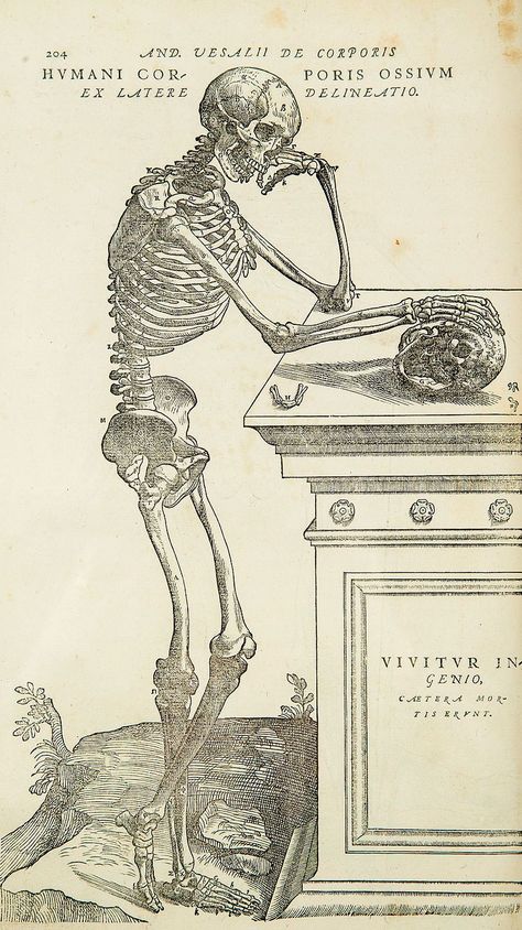 Spooky Scary Skeletons, From The Bible To Tumblr Scary Moodboard, Anatomy Textbook, Mori Tattoo, Mortuary Science, Science Prints, Dark Academia Posters, Anatomical Illustration, Andreas Vesalius, Skeleton Poster