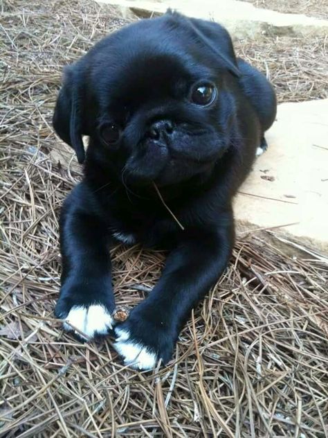 Tallulah Black Pugs, Black Pug Puppies, Baby Pugs, Baby Black, Black Pug, Pug Puppies, Cute Pugs, Pug Lover, White Socks