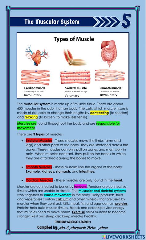 The Three Types of Muscles online exercise for 5. You can do the exercises online or download the worksheet as pdf. Muscles Notes Anatomy, Muscular System Anatomy Notes, Anatomy Muscles Study, Muscle Notes, Muscular System Notes, Muscular System Project, Muscles Notes, Muscles Worksheet, Muscular System For Kids