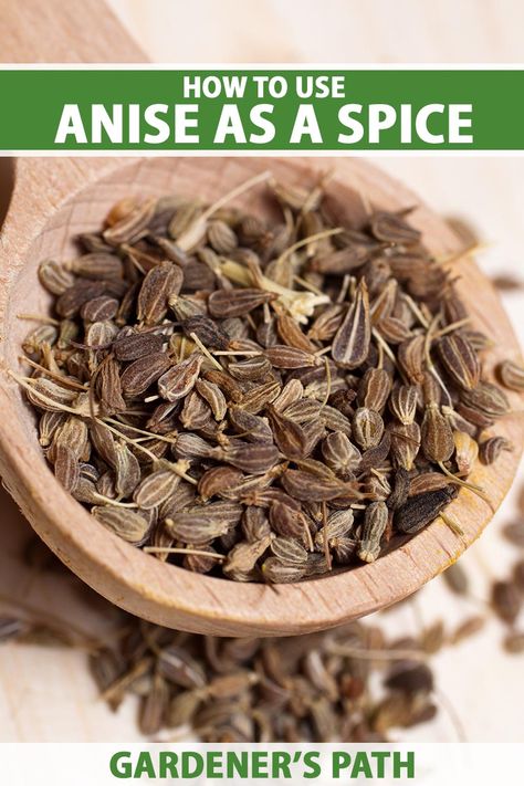 Anise Seed Recipes, Recipes With Anise, Fun Recipes To Try, Farm Plants, Anise Oil, Healthy Coping Skills, Vegetable Benefits, Anise Seed, Edible Seeds