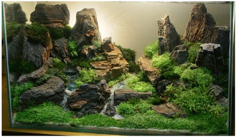 aqua Aquarium Mini, Amazing Aquariums, Aquascape Design, Fish Tank Design, Tropical Fish Aquarium, Aquarium Terrarium, Nano Aquarium, Aquarium Landscape, Nature Aquarium