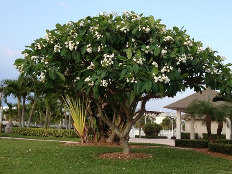 This is a photo I took of a White Plumeria/Frangipani Tree. Ornamental Trees Landscaping, Frangipani Garden, Plumeria Tree, Crabapple Tree, Ornamental Trees, Fragrant Flowers, Landscape Trees, Small Trees, Small Gardens