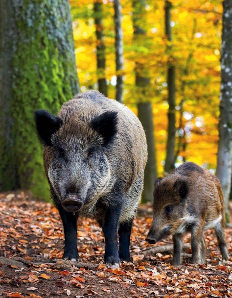 Wild Boar Drawing, Wild Boar Logo, Wild Boar Tattoo, Boar Drawing, Boar Recipes, Wild Boar Recipes, Wild Boars, Feral Pig, Wild Boar Hunting