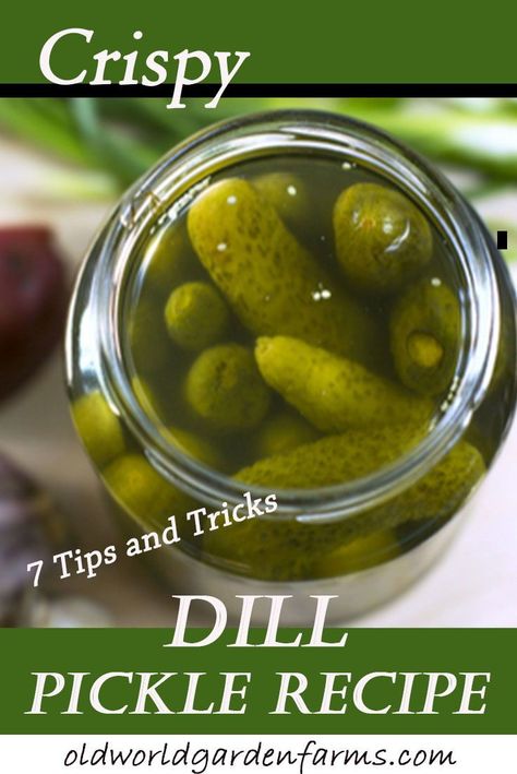 Tired of soggy pickles? Learn the 7 tips and tricks to getting crunchy dill pickles!   #pickles #crunchyypickles #crisppickles #cucumbers #canning #canningpickles #oldworldgardenfarms Crispy Dill Pickle Recipe, Crispy Dill Pickles, Sweet Dill Pickles, Canning Pickles Recipe, Dill Pickles Recipe, Making Pickles, Dill Pickle Recipe, How To Make Pickles, Pickles Recipe