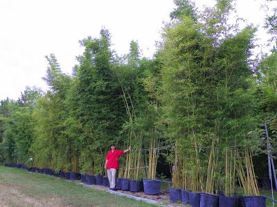 Bamboo in large containers Golden Goddess Bamboo, Bamboo Screen Garden, Raised Herb Garden, Bamboo Hedge, Bamboo Containers, Clumping Bamboo, Golden Bamboo, Solid Wall, Garden Paving