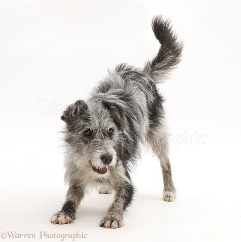 Cool Pictures Of Animals, Scruffy Dogs, Mutt Dog, Puppy Pose, Dog Anatomy, Dog Poses, Pretty Dogs, Blue Merle, Dog Images