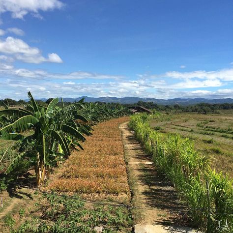 Gawad Kalinga Enchanted Farm in the Bulacan provence of the Philippines Farm In Philippines, Farm Philippines, Bulacan Philippines, Farm With Animals, Action Board, Vegetable Farming, Future Garden, Future Farms, Summer 24