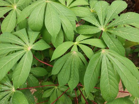 Part of the large Spurge genus, cassava (Manihot esculenta) is a perennial, woody shrub that is native to South America. Fruit Snack Ideas, Cassava Plant, Fruit Planting, Planting Fruit, Desserts Fruit, Recipes Fruit, Garden Tattoos, Yucca Plant, Fruit Fruit