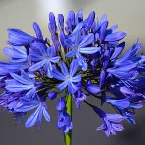 Agapanthus In Pots, Agapanthus Blue, Agapanthus Plant, African Lily, Blue And White Flowers, Pool Garden, Front Landscaping, Easy Care Plants, How To Grow Taller