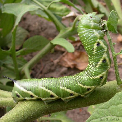 While the only thing vicious about these plump, horned caterpillars is their appetite for your tomatoes, keep them out of your garden with these tips. Horned Caterpillar, Horn Worms, Eating Green, Bug Trap, Natural Pesticides, Grow Tomatoes, Mini Farm, Healthy Garden, Green Tomatoes