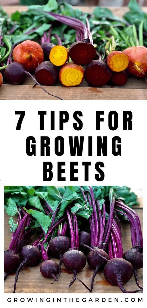 How to Grow Beets: 7 Tips for Growing Beets | Growing In The Garden Beets Growing, How To Grow Beets, Grow Beets, Beet Plant, Chioggia Beets, Growing Beets, Tattoo Plant, Survival Gardening, Garden Harvest