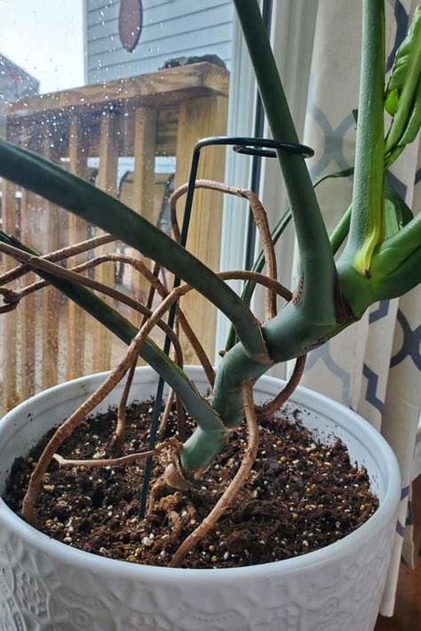 The Purpose and Use of Aerial Roots in Monstera Plants Growing Monstera, Monstera Plant Care, Greenhouse Vegetables, Monstera Plants, Snake Plant Care, Houseplant Care, Plant Maintenance, Succulent Care, Root Growth