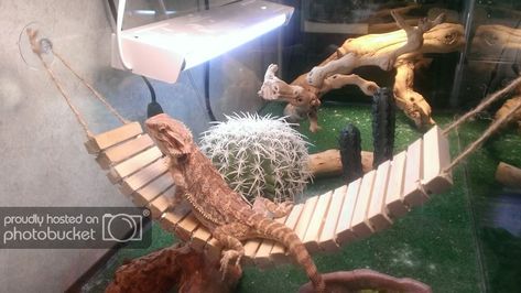 Bridge Diy, Bearded Dragon Hammock, Diy Reptile, Bearded Dragon Diy, Bearded Dragon Terrarium, Bearded Dragon Enclosure, Diy Dragon, Bearded Dragon Cage, Bearded Dragon Habitat