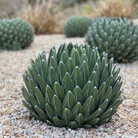 Queen Victoria Agave, Desert Succulents, Drought Resistant Landscaping, Succulent Garden Landscape, Silver Plant, Potted Plants Outdoor, Agave Plant, Modern Garden Design, Front Landscaping