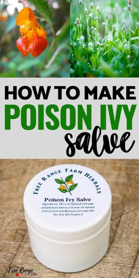 How to Make Jewelweed Salve for Poison Ivy, Bug Bites, or Rashes Jewelweed Salve, How To Make Poison, Poison Ivy Relief, Natural Health Quotes, Poison Ivy Remedies, Poison Ivy Rash, Homemade Salve, Diy Herbal Remedies, Homemade Foods