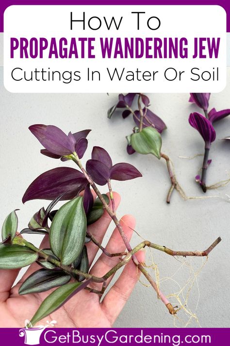 a hand holding wandering jew stem cuttings Wondering Jew Plant, Propogating Plants, Wondering Jew, Jew Plant, Plants Grown In Water, Wandering Jew Plant, Plant Care Guide, Inch Plant, Wandering Jew