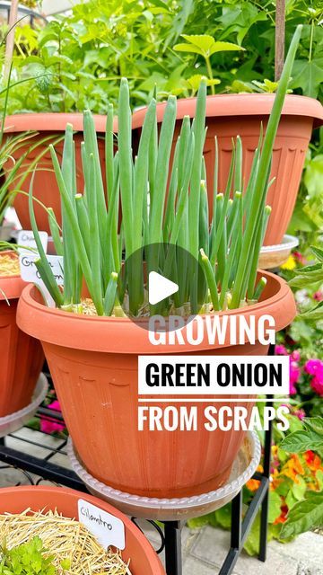 Growing From Scraps, Planting Green Onions, Regrow Green Onions, Green Onions Growing, Growing Onions, Planting Onions, Garden Remedies, Small Vegetable Gardens, Growing Greens