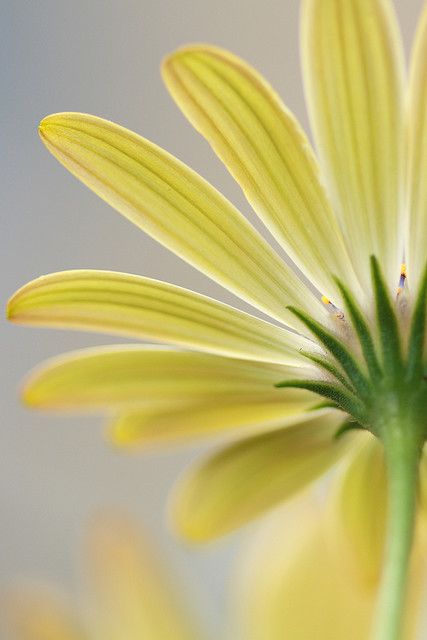 yellow Daisy Plant, Foto Macro, Sunflowers And Daisies, Daisy Love, Summer Soft, Yellow Daisy, Colorful Roses, Lemon Pie, Gerbera Daisy